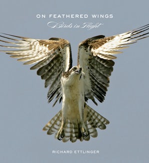 On Feathered Wings